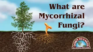 What Are Mycos? Down To Earth Fertilizers