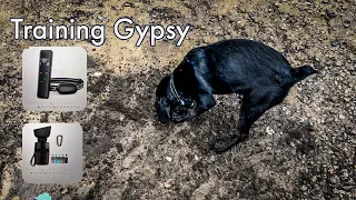 Training Gypsy Woodsdog and Companion