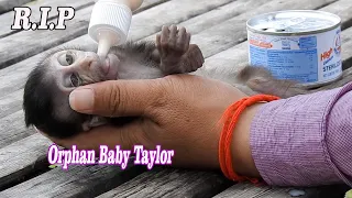 Heat broken..!!! Million sad, Poor orphan Taylor hungry till pass away, Why Aunt take baby not feed?