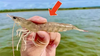 Using LIVE! SHRIMP under POPPING CORKS in the BAY *This is So EASY