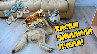 DOGVLOG: ХАСКИ УЖАЛИЛА ПЧЕЛА! БОЛЬНО! Говорящая собака