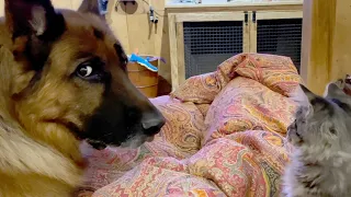 Dog Gives Epic Side Eye | Funniest Pets Of The Month