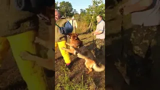 Атака Немецкой Овчарки. Работает Арес ф. Фоксберг.