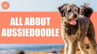 Aussiedoodle: The Ultimate Dog Breed Guide (2021)