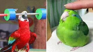 Baby Animals 🔴 Funny Parrots and Cute Birds Compilation (2022) Loros Adorables Recopilación #31