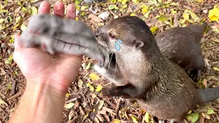 BABY OTTER TRAGEDY !  WHAT HAPPENED ?!