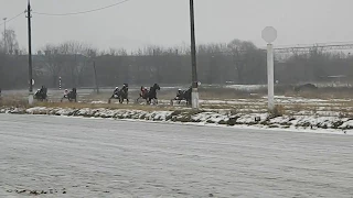 16.12.2017 Финиш Приз в честь Дня Конституции РФ Лошади 2013 г.р. и старше, дистанция 2400 м