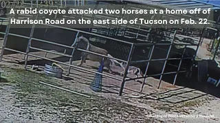 Footage shows rabid coyote attacking two horses in Tucson