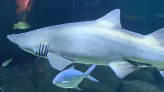 Sand Tiger Shark rare footage