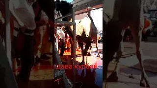 Туркиеде кесилан деве курбаны)))