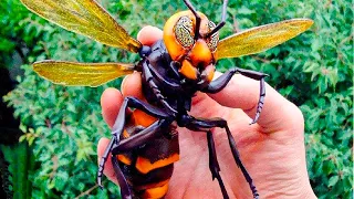 10 Most Dangerous Bugs In The World