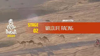 Dakar 2020 - Stage 2 - Wildlife Racing