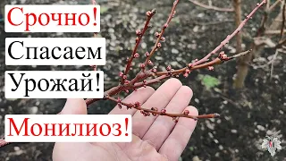 Срочно! СПАСАЕМ УРОЖАЙ! Монилиоз!