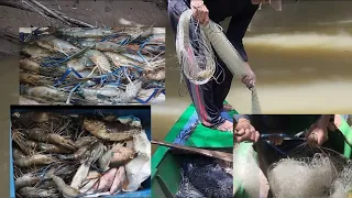 menjala udang galah naik babon semua