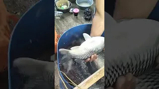 ikan babon 4-5 kg pemancing telaga Salim