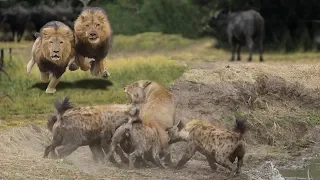 HYENAS BIG MISTAKE PROVOKED LIONESS | MALE LION AS A HERO WHO HYENAS TO SAVE LIONESS