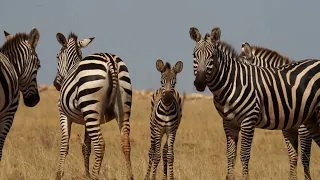 Safari in Kenya