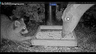 Raccoon and Deer Eating Together at BWHQ