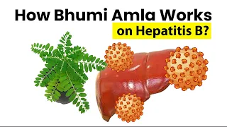 How Bhumi Amla Works for Hepatitis B English | Phyllanthus niruri