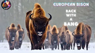 The Bison Saga|The Rebirth of European Bison|Wild Europe