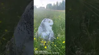 Полярная сова  в полевых цветочках🦉🌼