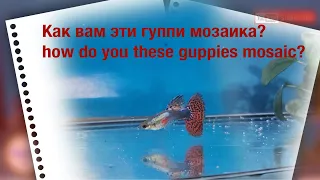 гвоздика гуппи у нас и red mosaic guppy у них