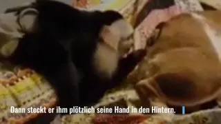 Affe steckt Hund Hand in den Hintern und leckt dran