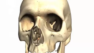 Skull tutorial (2) - Bones of the facial skeleton - Anatomy Tutorial PART 1