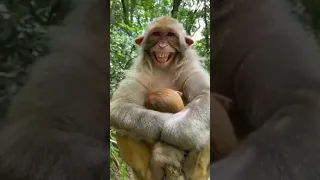 monkey 🐒🐒 laughing