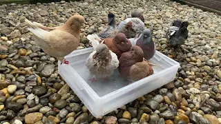 Pigeon Bathtime - Amazing Fancy Pigeon ⁴ᴷ