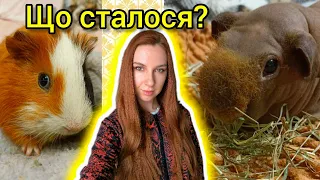 ЩО СТАЛОСЯ З МОЇМИ МОРСЬКИМИ СВИНКАМИ ☹️ Албанія, Тирана 🇦🇱 ВЛОГ 🐱 В шоці від цін... Яніна Злебова