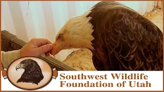 Bald Eagle Update Feb 2015