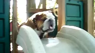 Riley the Bulldog goes down the slide