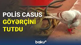 Casusluq edən quş aşkarlandı - BAKU TV