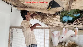 Indian Mayna Started Breeding At Our New Farm.