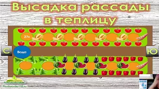 ТОМАТНОЕ ИЗОБИЛИЕ! ЧАСТЬ 2