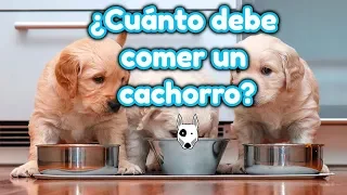 ¿Cuánto debe comer un cachorro? Guía de alimentación