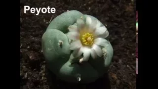 Peyote and Emergency Medicine