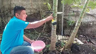 Como capar árboles de papayas y obtener grandes cosechas