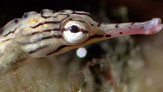 Breeding Habits Of The Banded Pipefish | Blue Planet | BBC Earth