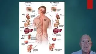 AP Psychology Biological Bases of Behaviour Part 2