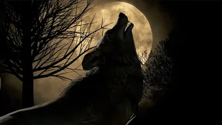 Le Hurlement Du Loup | Howling Free Sound Effect