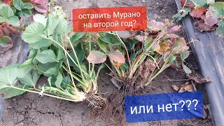 Ремонтантные Сорта Клубники! Оставлять на второй год или нет??? наглядный пример