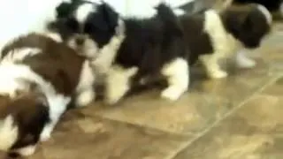 Classy and Tashi Shih tzu puppies playing щенки ши тцу играют