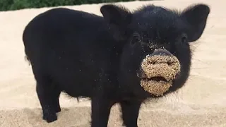 Baby Pigs - Funny And Cute Baby Pig Videos Compilation #4