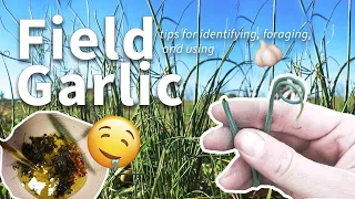 Foraging Field Garlic 🧄: Identifying, Harvesting, & Cooking Safely