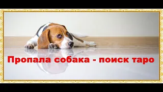 Пропала собака  - Поиск пропавшего животного