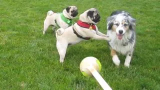 Pugs Running with the Big Dogs