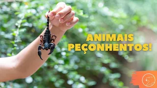 COMO IDENTIFICAR UM ANIMAL PEÇONHENTO | Aranhas, Cobras e Escorpiões