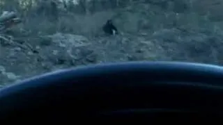 UNBELIEVABLE BIGFOOT VIDEO - SASQUATCH SIGHTING CAUGHT ON TAPE